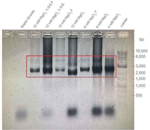 Gel Electrophoresis result 1