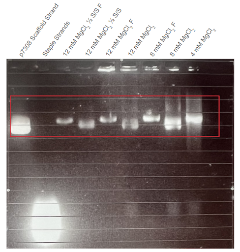 Gel Electrophoresis result 2