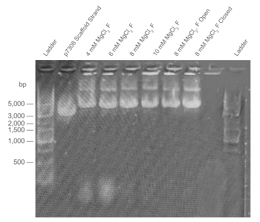 Gel Electrophoresis result 3