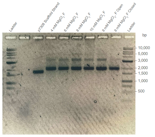 Gel Electrophoresis result 4