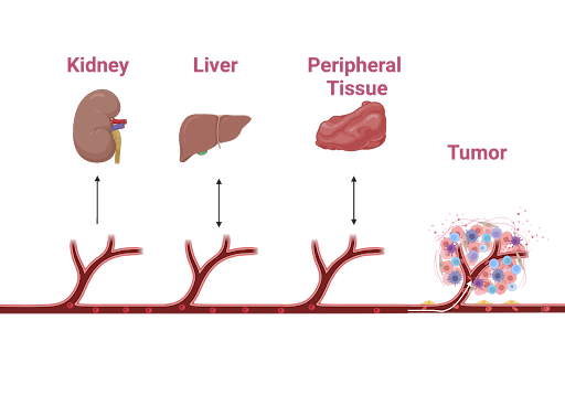 Pharmacokinetics Model